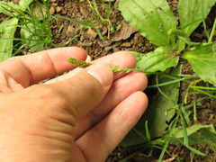 Plantago australis