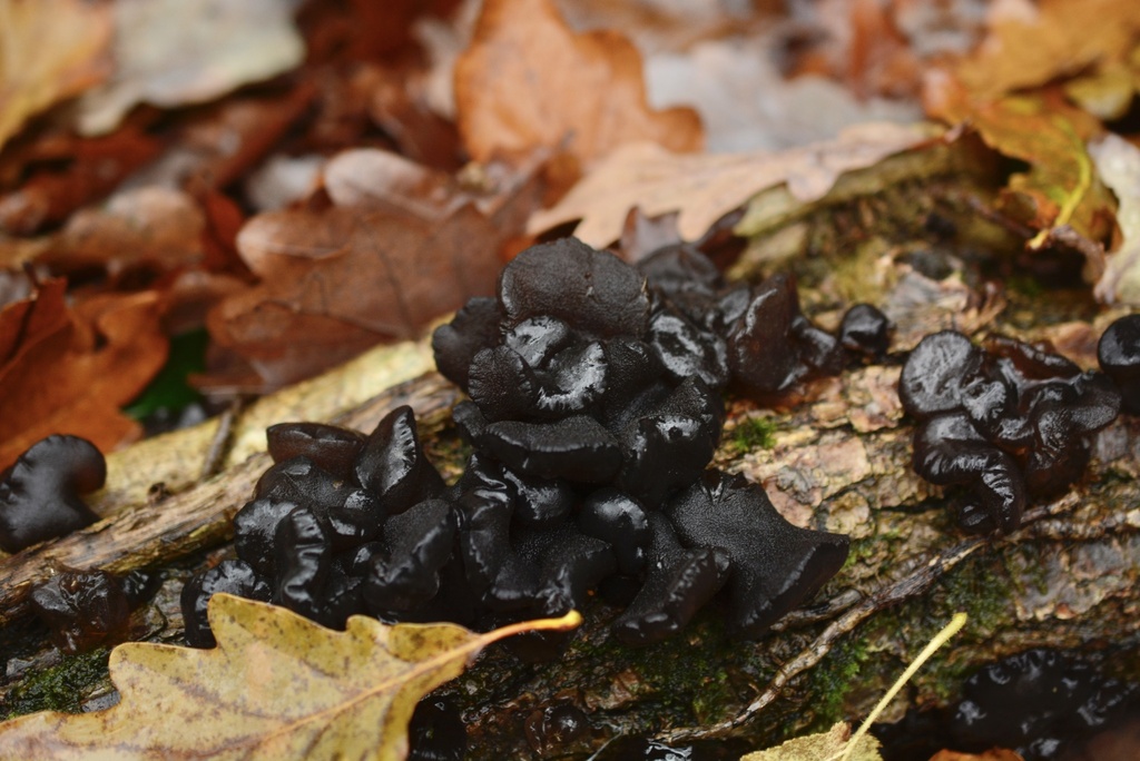 Exidia glandulosa · December 2025 · photo: © cryptomarasmius (iNaturalist, cc-by)