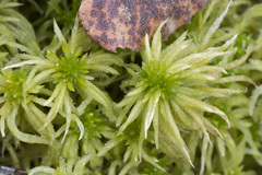 Sphagnum riparium