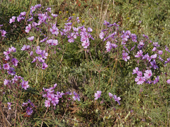 Geranium linearilobum