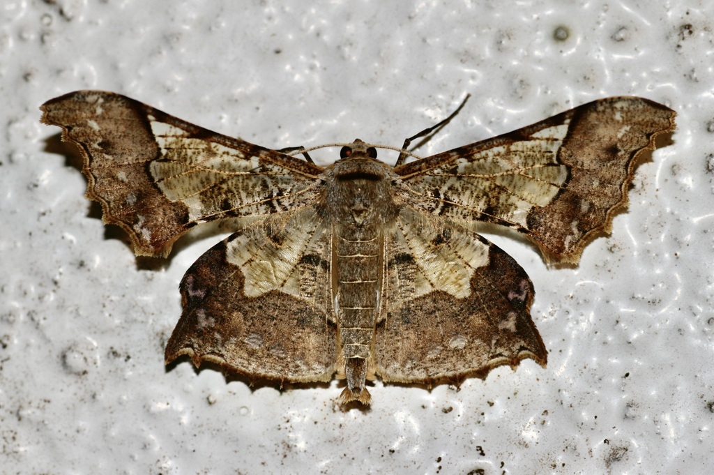 Krananda semihyalina