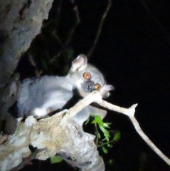 Lepilemur ruficaudatus