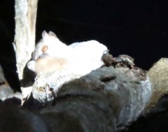 Lepilemur ruficaudatus