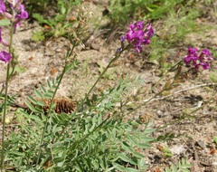 Oxytropis baschkiriensis