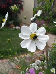 Megachile amparo