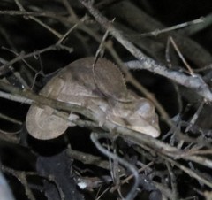 Furcifer