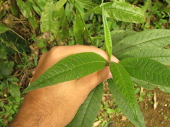 Vernonanthura patens