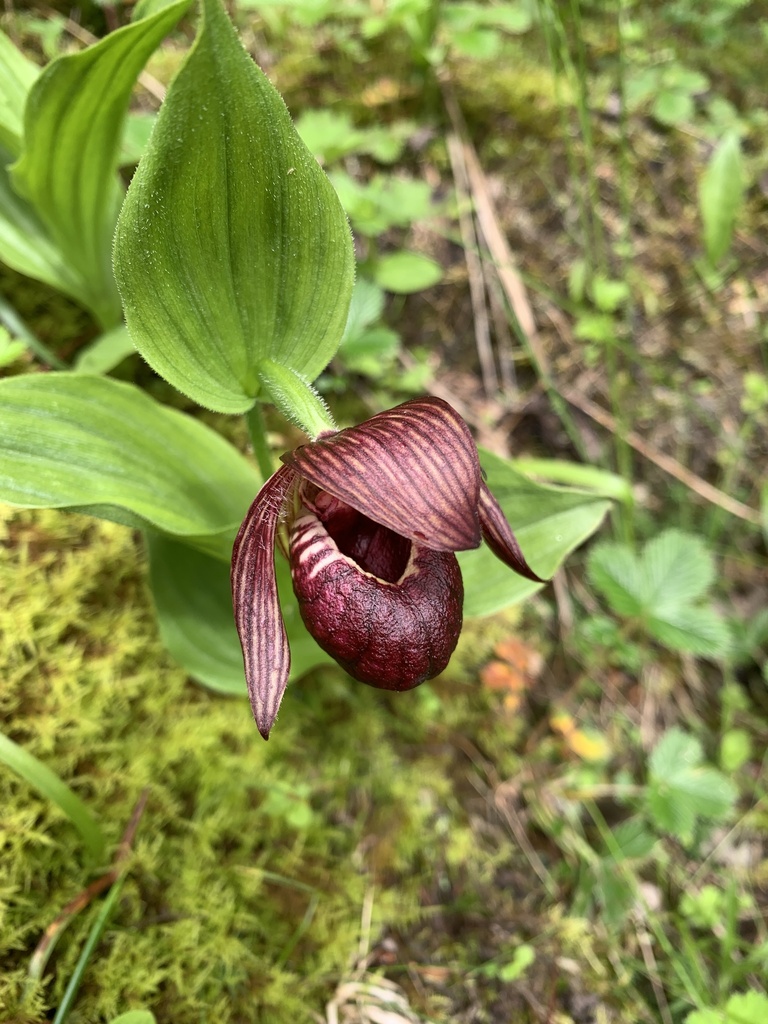 Cypripedium ludlowii P.J.Cribb 3