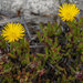 Lampranthus promontorii - Photo (c) Hamish Robertson, algunos derechos reservados (CC BY-NC)