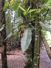Caldcluvia paniculata