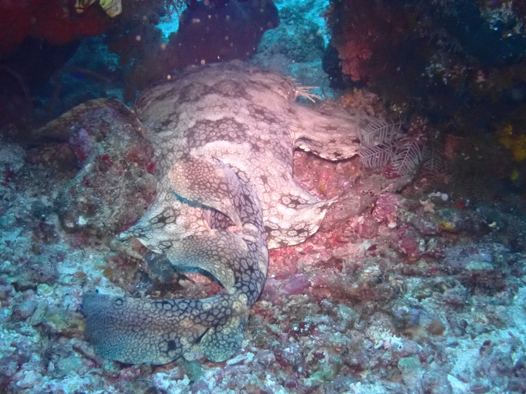 Tasselled wobbegong resting among reef rock and coral