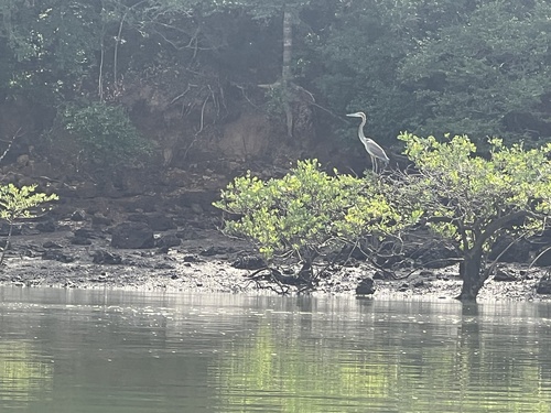 Goliath Heron