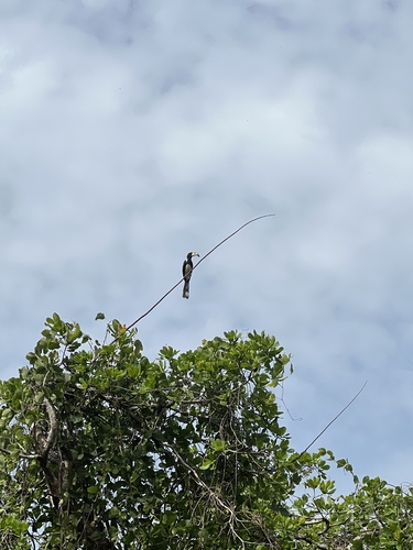 West African Pied Hornbill