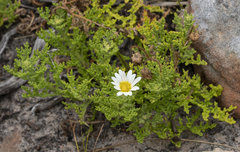 Arctotis aspera aspera