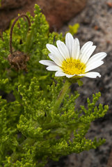 Arctotis aspera aspera