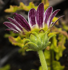 Arctotis aspera aspera