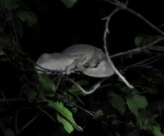 Furcifer