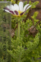 Arctotis aspera aspera