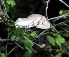 Furcifer