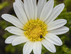 Arctotis aspera aspera