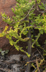 Arctotis aspera aspera