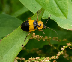 Chauliognathus flavipes