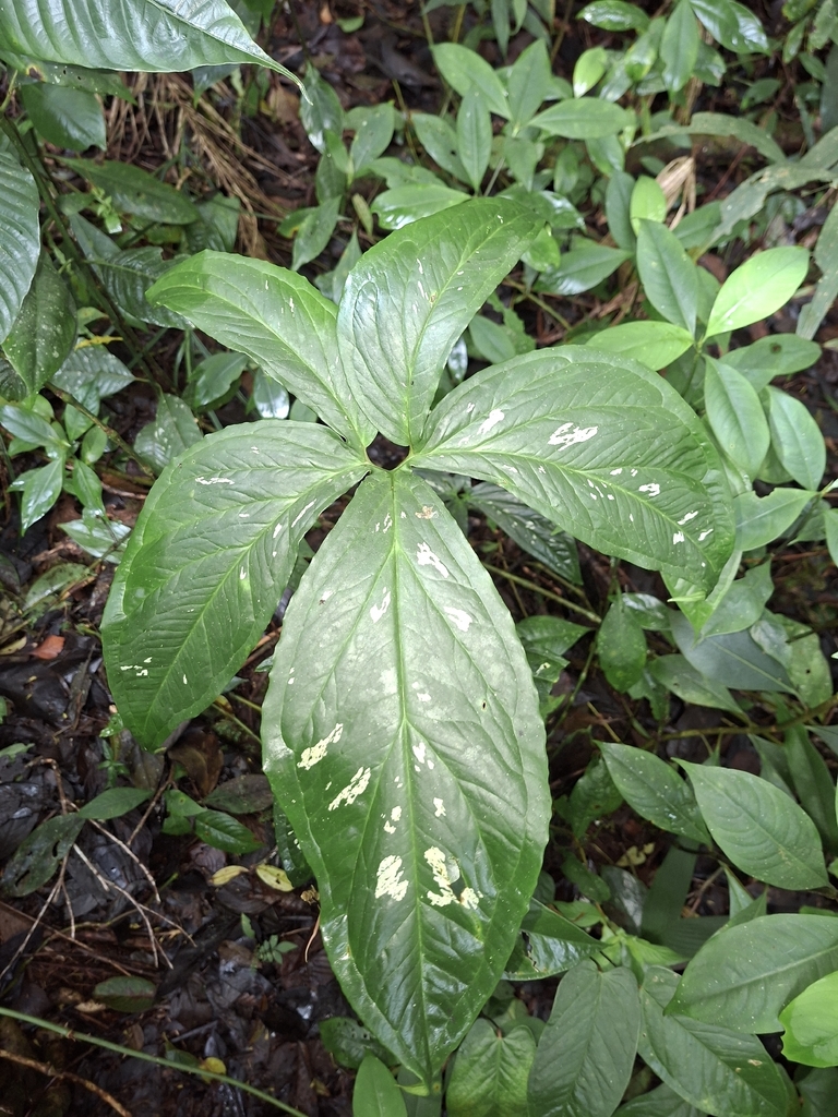 Chlorospatha luteynii