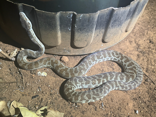 Children's Python sighting