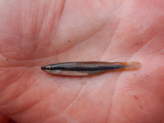 Fundulus olivaceus