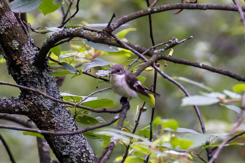 (c) Ivan Smorkalov, some rights reserved (CC BY-NC), uploaded by Ivan Smorkalov iNaturalist image