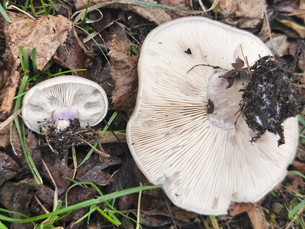 Collybia personata · December 2025 · photo: © mycototor (iNaturalist, cc-by)