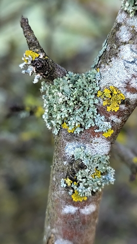 Helm-Schwielenflechte