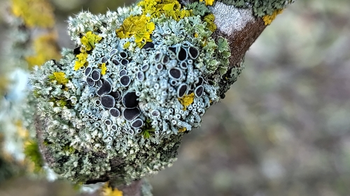 Ziegen-Schwielenflechte