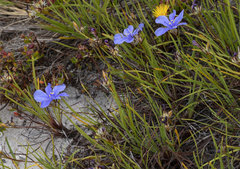 Aristea glauca