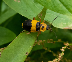 Chauliognathus flavipes