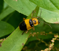 Chauliognathus flavipes