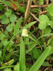 Cyperus sesquiflorus sesquiflorus