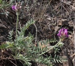 Oxytropis sibajensis