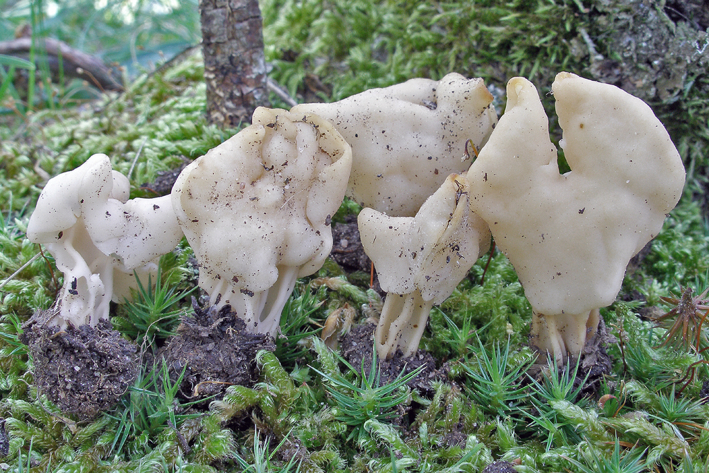 Helvella pallescens