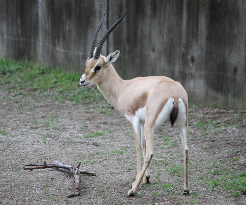 Slender-horned Gazelle