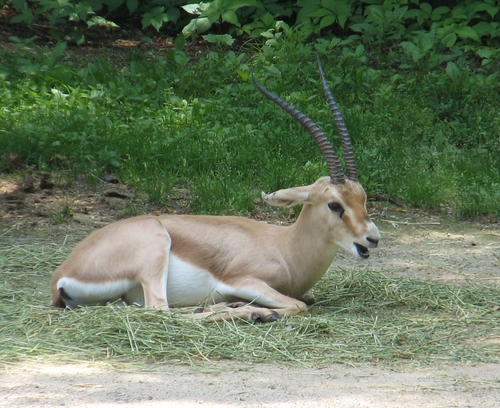 リムガゼル