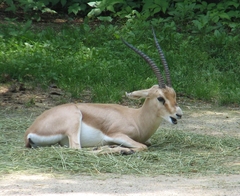 Slender-Horned Gazelle photo 2