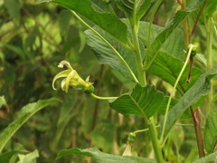 Centropogon foetidus