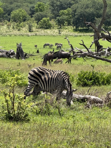 Chapman's Zebra