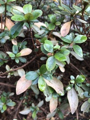 Stephanitis pyrioides