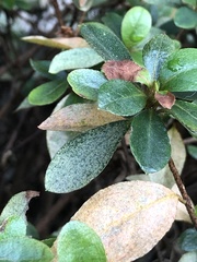 Stephanitis pyrioides