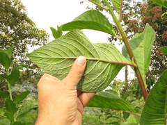 Centropogon foetidus