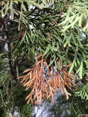 Pestalotiopsis funerea