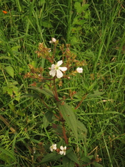 Chaetogastra ciliaris