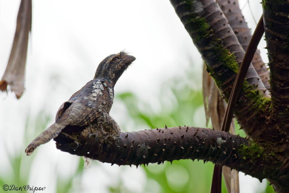 Sunda Frogmouth (Batrachostomus cornutus), photo 1
